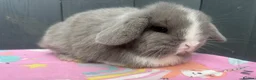 Mini Lop rabbits for sale: Pure bred pedigreed baby mini lops  - Advert 35