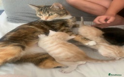 Domestic Shorthair cats for sale: White tabby males  - Image 7