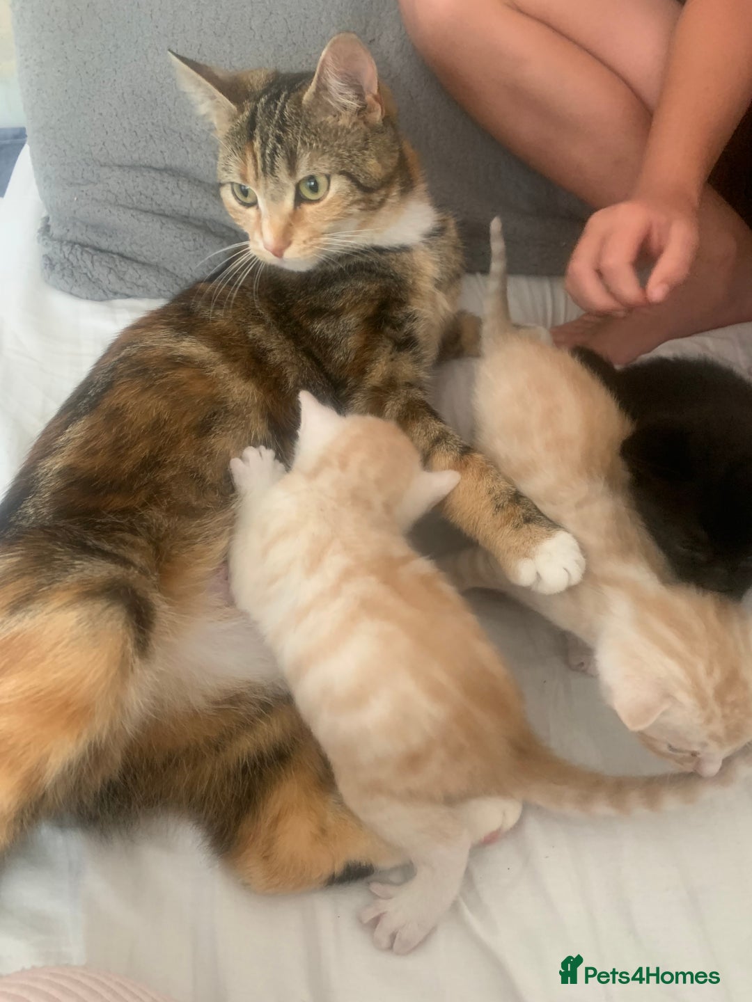 Domestic Shorthair cats for sale: White tabby males  - Image 7
