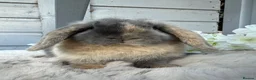 Mini Lop rabbits for sale: Stunning mini lop rabbits - Advert 2