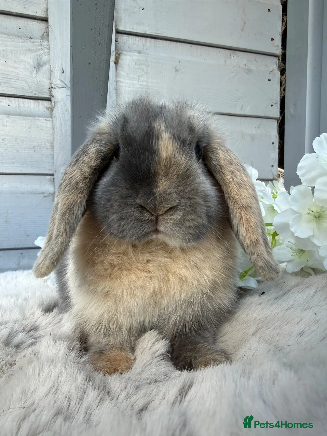 Mini Lop rabbits for sale: Stunning mini lop rabbits - Advert 2