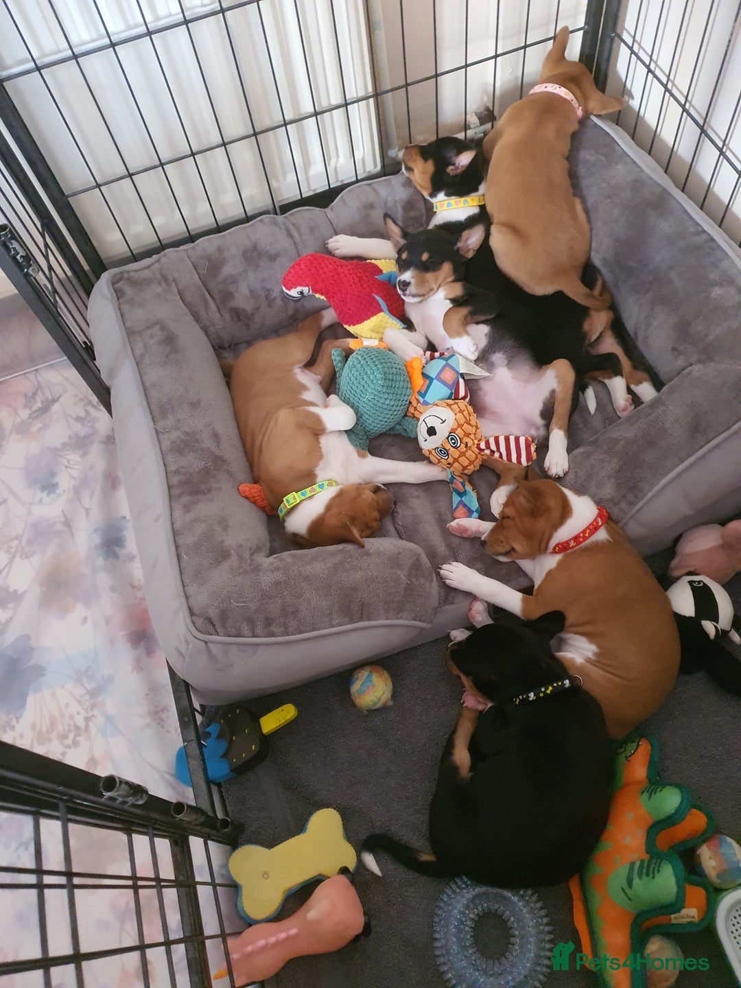 Basenji dogs for sale: Adorable Basenji Puppies Awaiting Their Heroes. - Advert 13