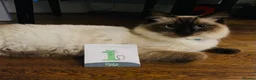 Ragdoll cats for stud: Ragdoll for stud Proven TICA&GCCF Registered💙 in Bristol - Advert 23