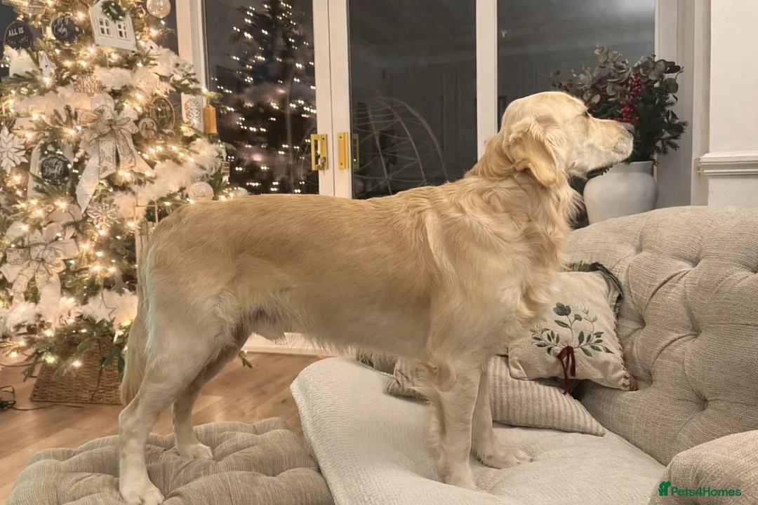 Golden Retriever dogs for stud: Show type KC registered, golden retriever for stud - Advert 2