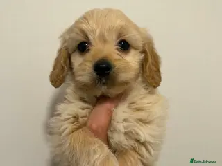 Cavapoo dogs Toy Cavapoo - Advert 1