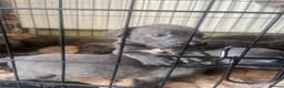 Cane Corso dogs for sale: cane corso puppies🐾 - Advert 9