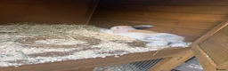 Mini Lop rabbits for sale: 2 doe mini lop rabbits  in Stoke-on-Trent - Advert 3