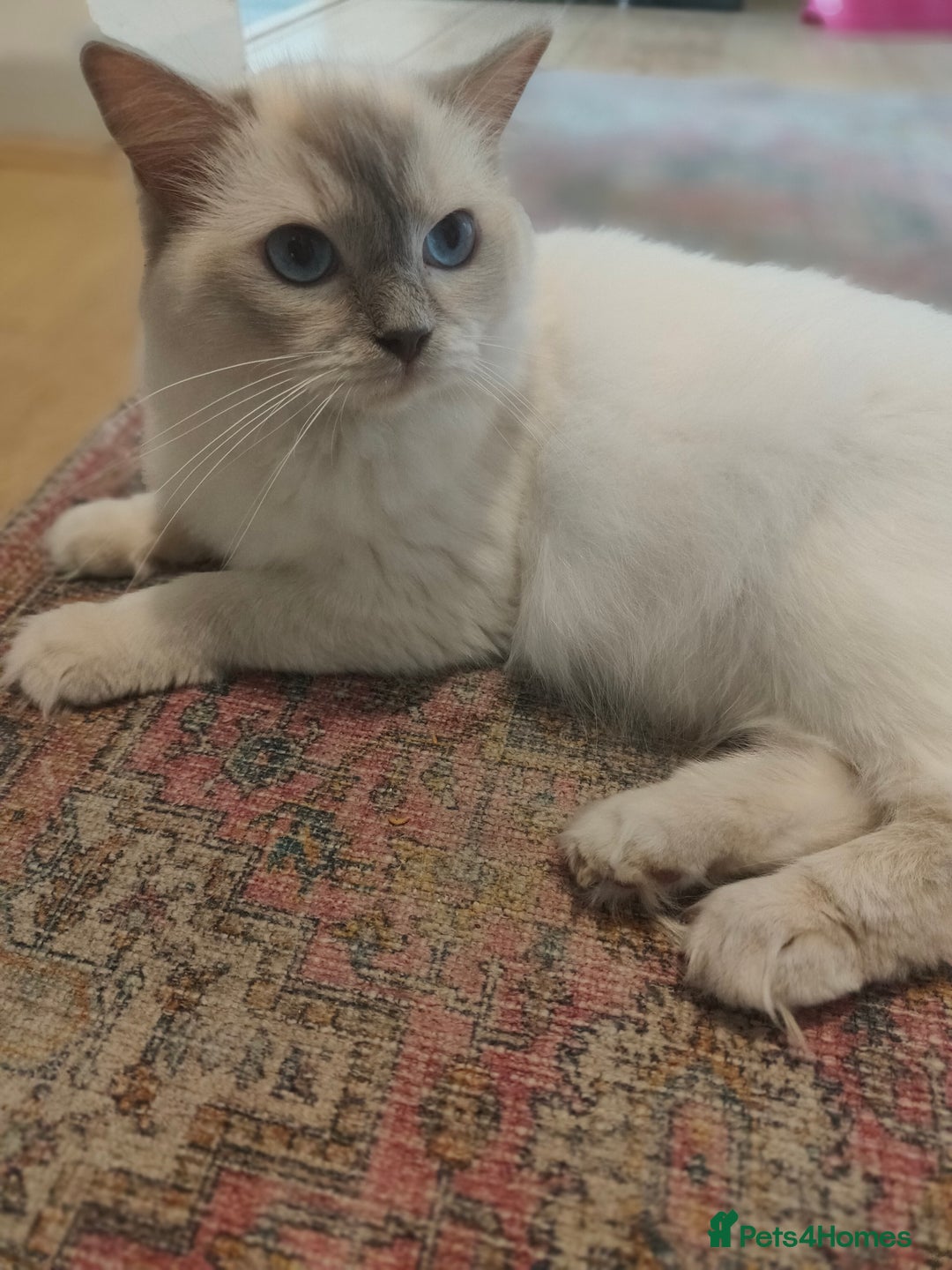 Ragdoll cats for sale: Lilac point female ragdoll - Image 3