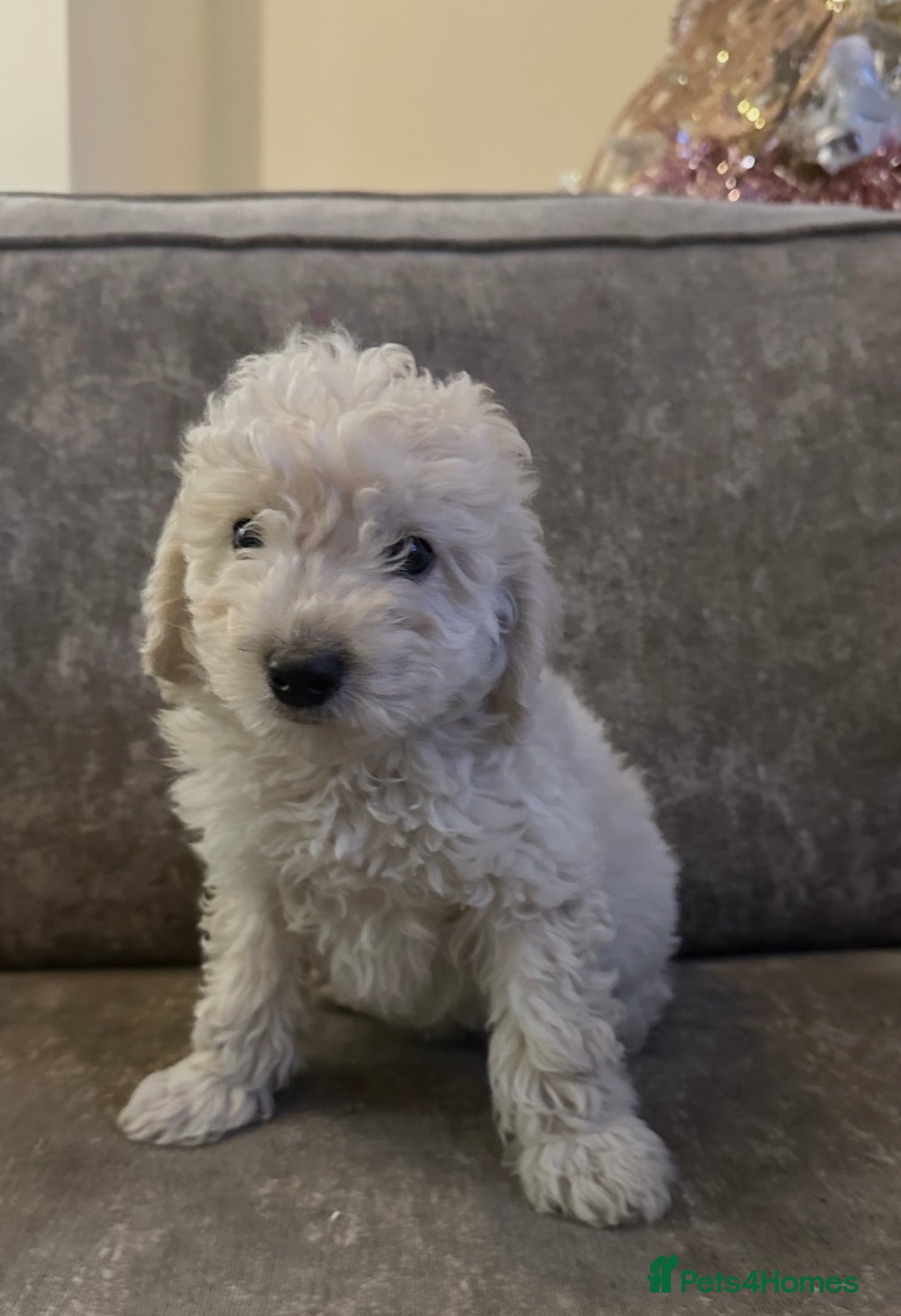 Cockapoo dogs for sale: Beautiful cockapoos for sale - Advert 11
