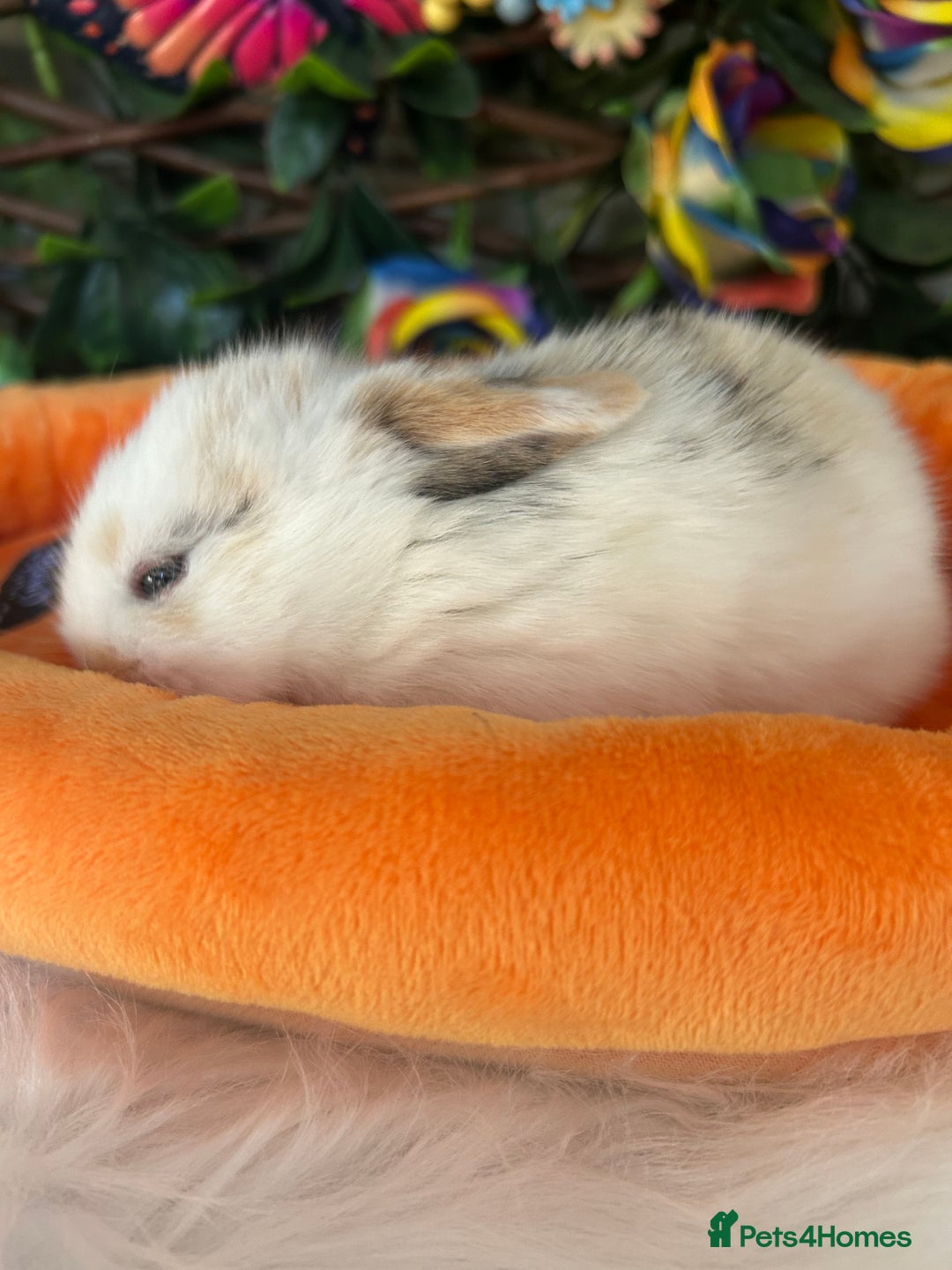 Mini Lop rabbits for sale: Pure Breed Mini lops  - Image 28
