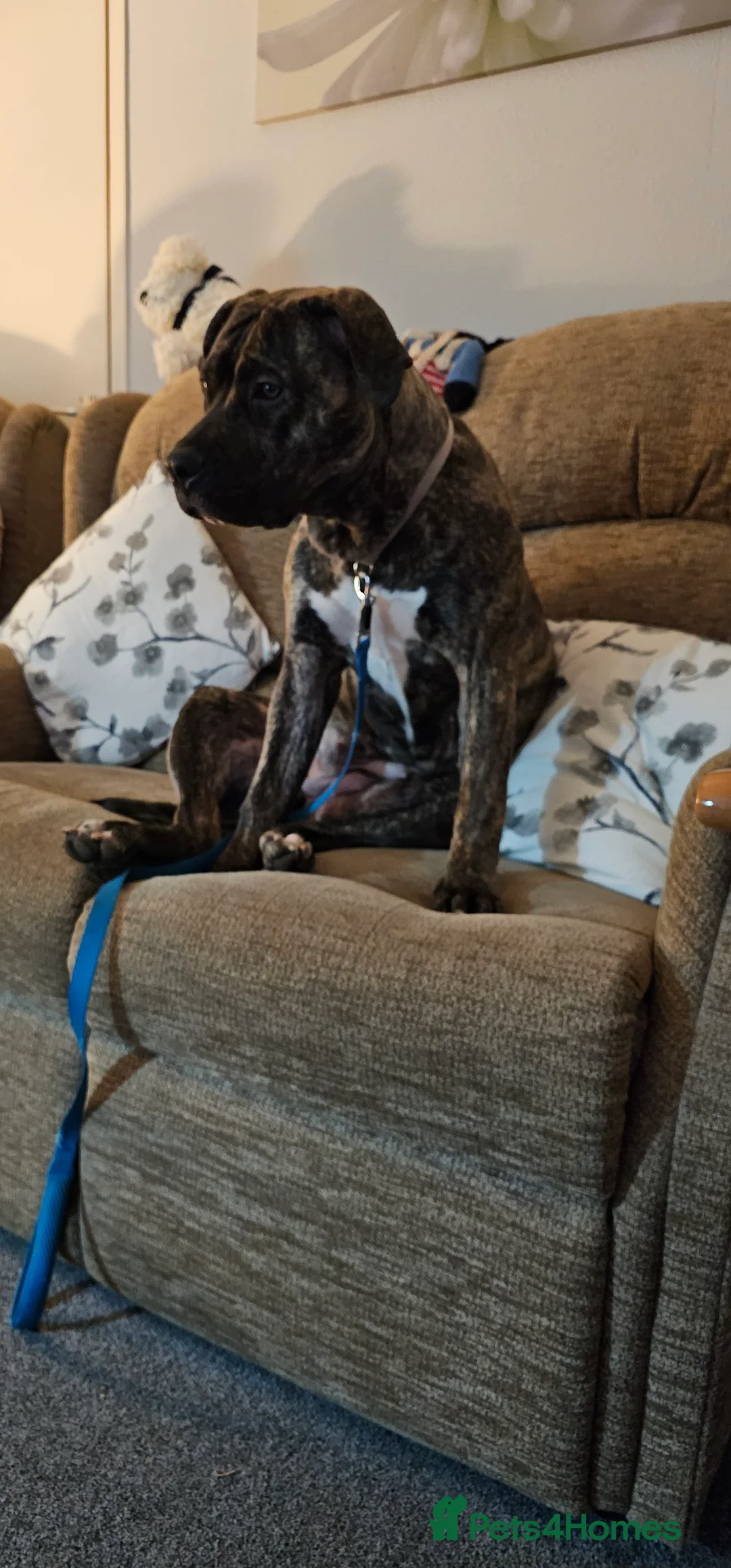 Mixed Breed dogs for sale: Presa Canario X Cane Corso (Girl) - Advert 6