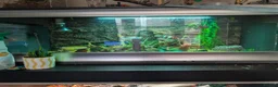Snake reptiles for sale: Hognose and vivarium  - Advert 3
