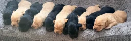 Labrador Retriever dogs for sale: Adorable Labrador puppies for sale in Ludlow - Advert 10