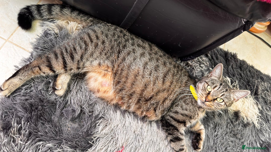 Mixed Breed cats for sale: Beautiful kittens 🐈‍⬛  - Image 20