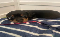 Miniature Dachshund dogs for sale: Ready for new homes Mini Dachshund  - Image 14