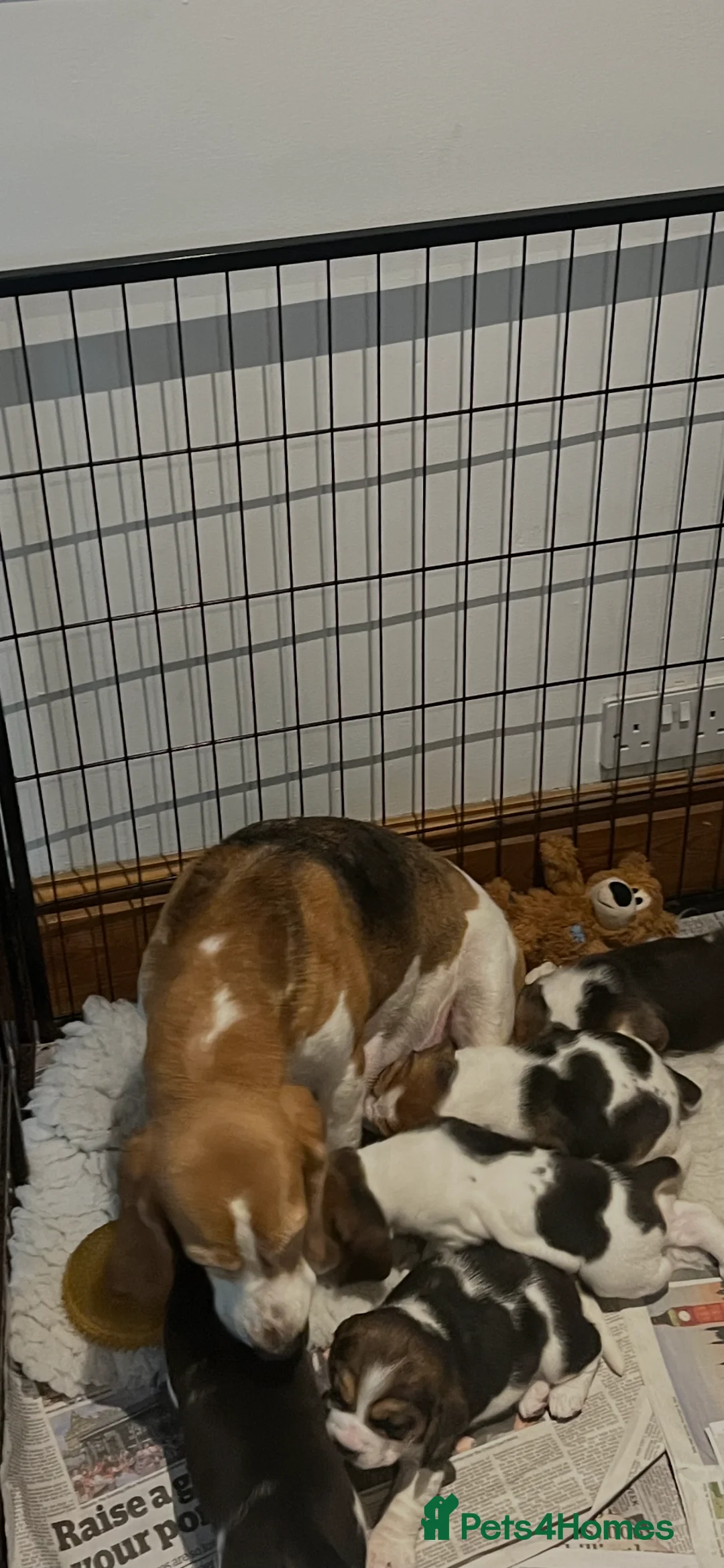 Beagle dogs for sale: Absolutely Stunning Puppies (KC reg) - Advert 11