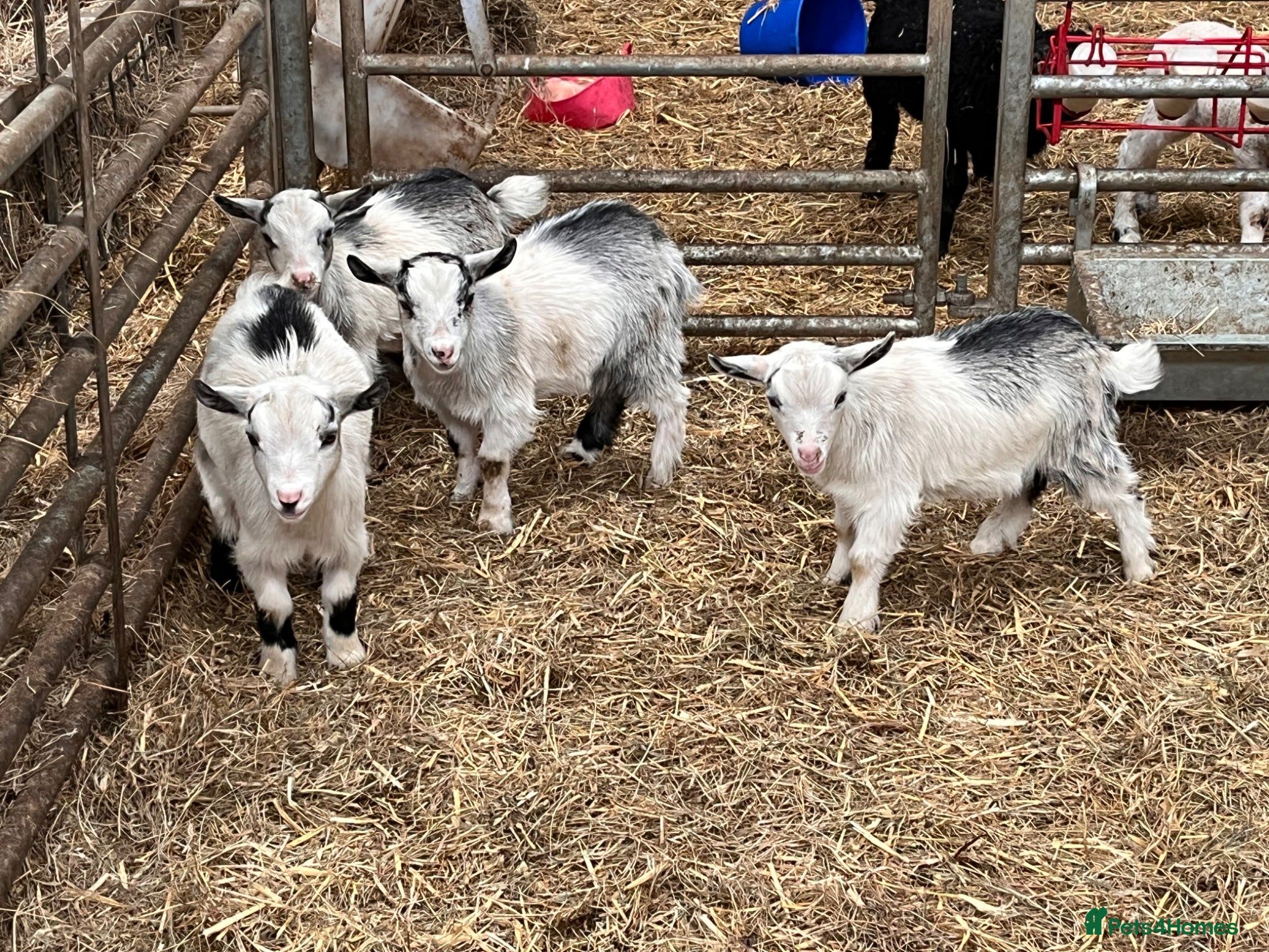 Goats livestock 12 week old castrated and dehorned Pygmy goats  - Advert 21