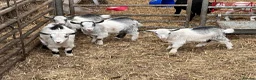 Goats livestock for sale: 12 week old castrated and dehorned Pygmy goats  - Advert 1