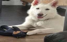 German Shepherd dogs for sale: White german shepard  - Image 1