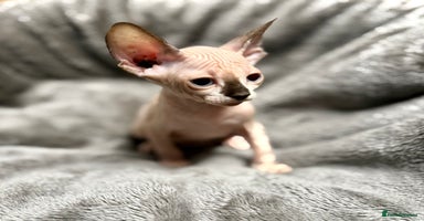 Sphynx cats - Advert 9