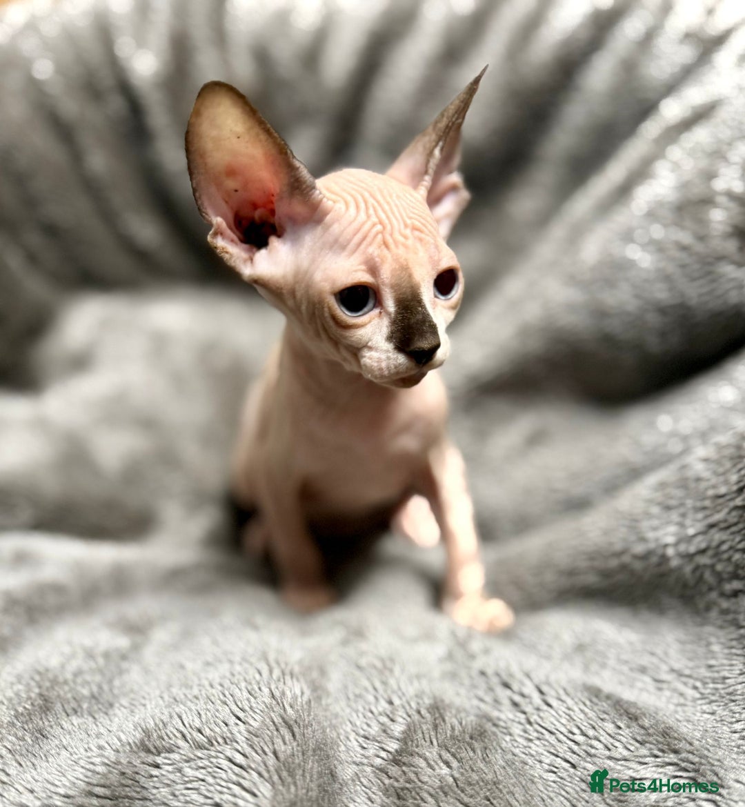 Sphynx cats for sale: TICA Reg Sphynx Kittens, Extensive Genetic Testing - Image 2