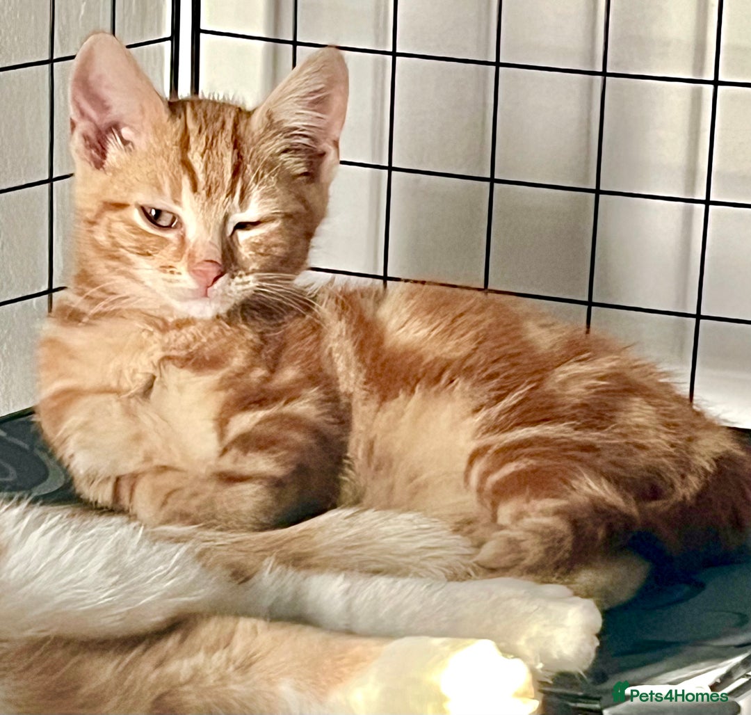 Domestic Shorthair cats for sale: William & Harry (The Royals) - Image 3