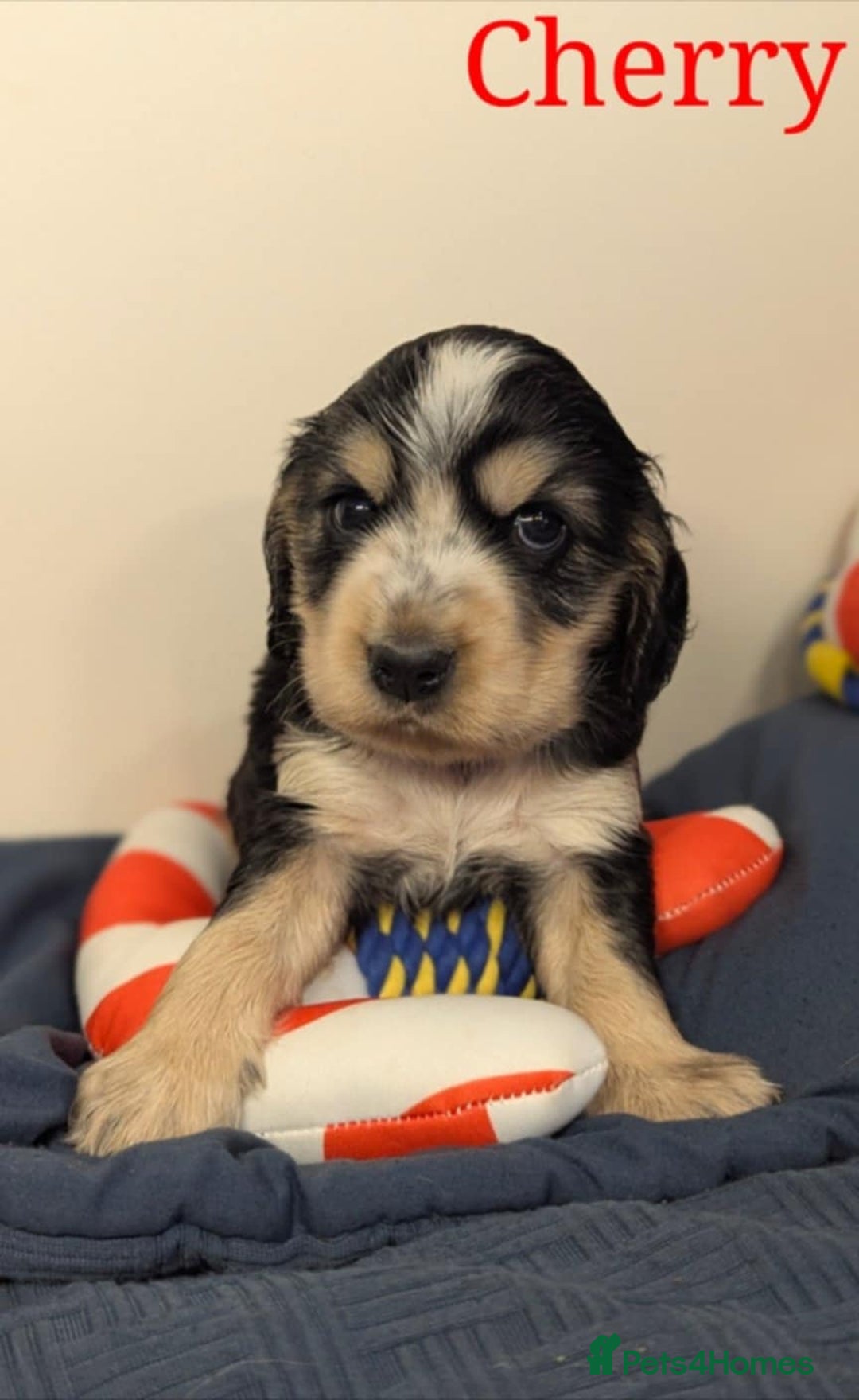 Cocker Spaniel dogs for sale: Show cockers - Image 31