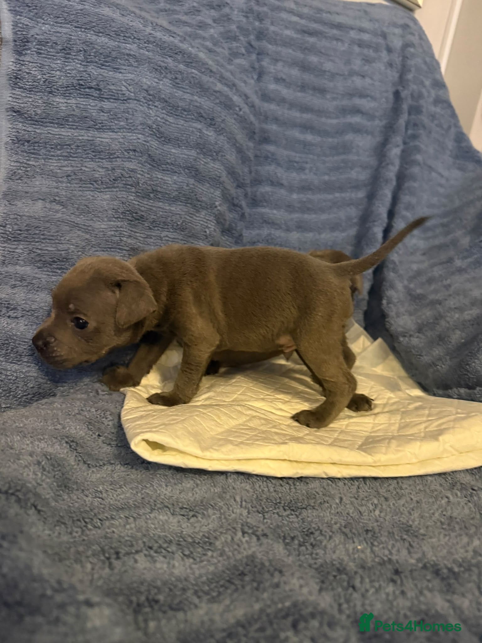 Staffordshire Bull Terrier dogs KC Registered Blue Staffordshire Bull Terrier Pups - Advert 2