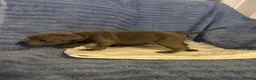 Staffordshire Bull Terrier dogs for sale: KC Registered Blue Staffordshire Bull Terrier Pups - Advert 2
