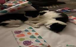 Mixed Breed cats for sale: Beautiful kittens  - Image 7