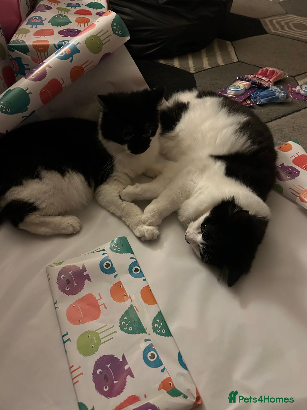 Mixed Breed cats for sale: Beautiful kittens  - Image 7