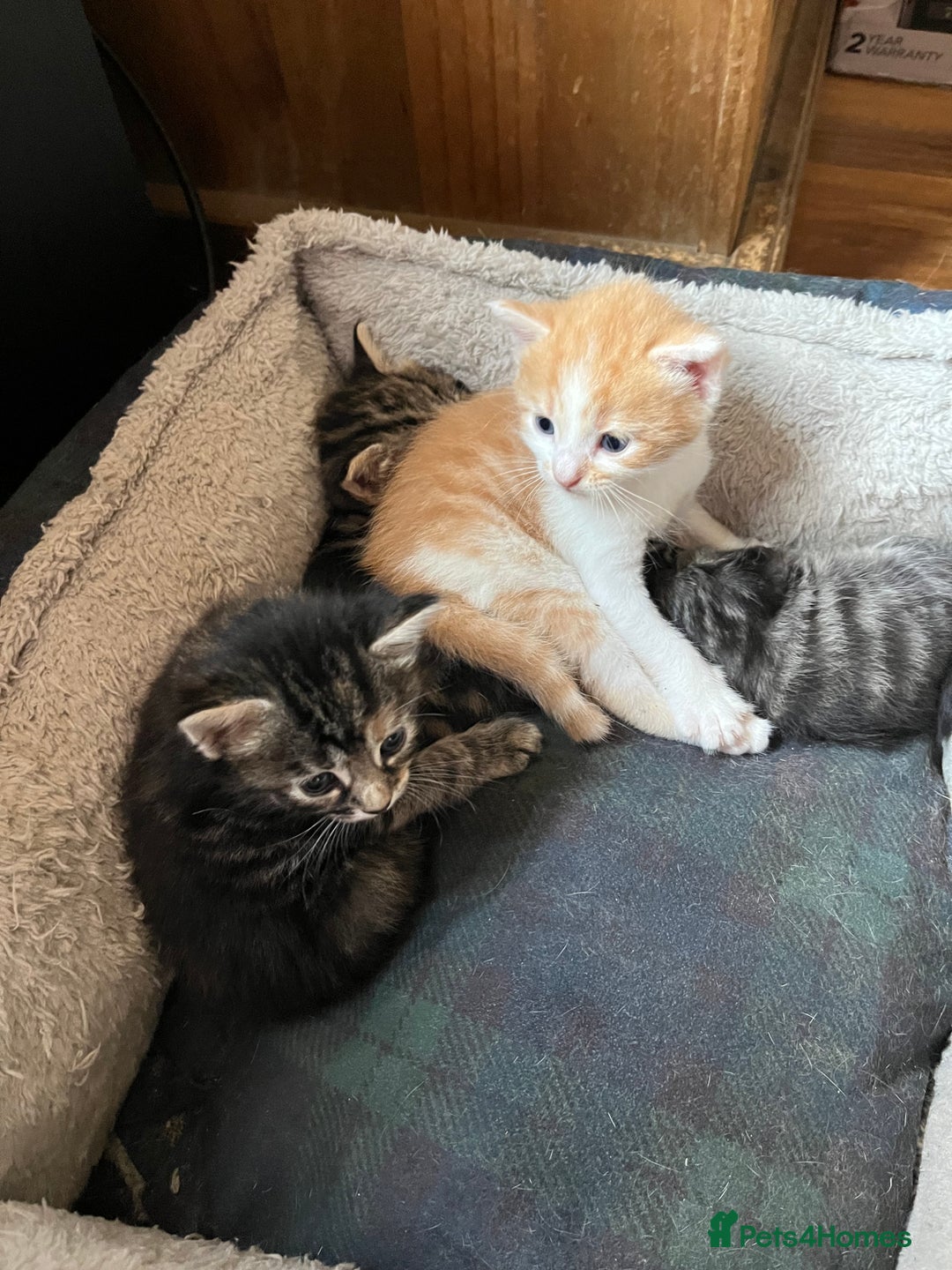 British Shorthair cats for sale: Kittens for sale  - Image 11