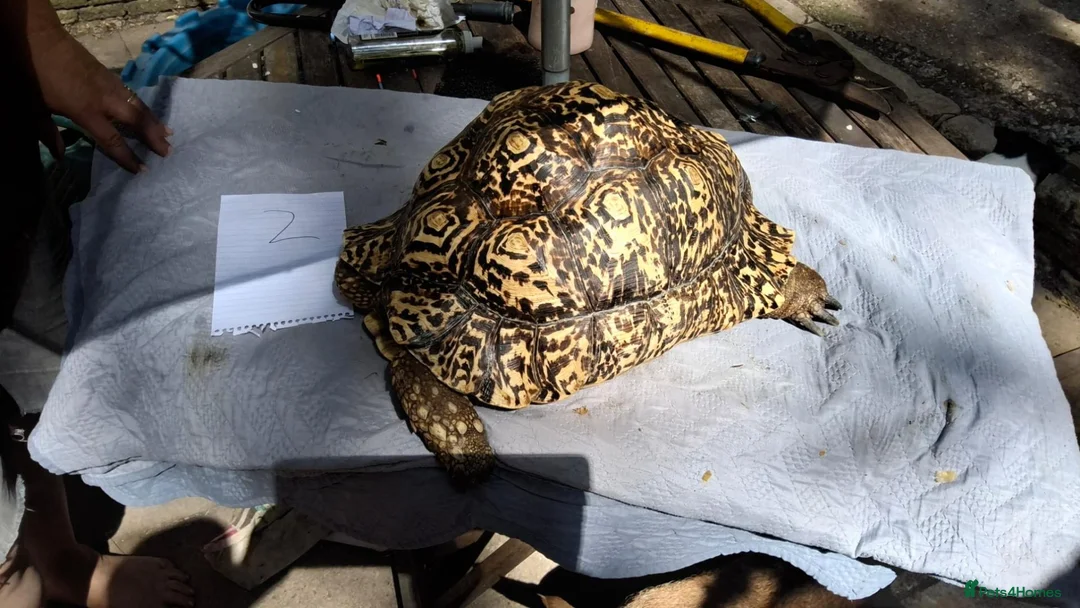 Tortoise reptiles for sale: Leopard adult female egg laying tortioses  - Advert 2