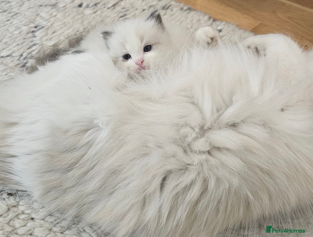 Ragdoll cats for sale: GCCF Reg Lilac Bicolour RAGDOLL  - Image 8