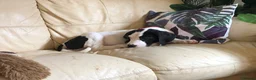 Great Dane dogs for sale: Lovely Damarkann Great Dane Puppies - Advert 6