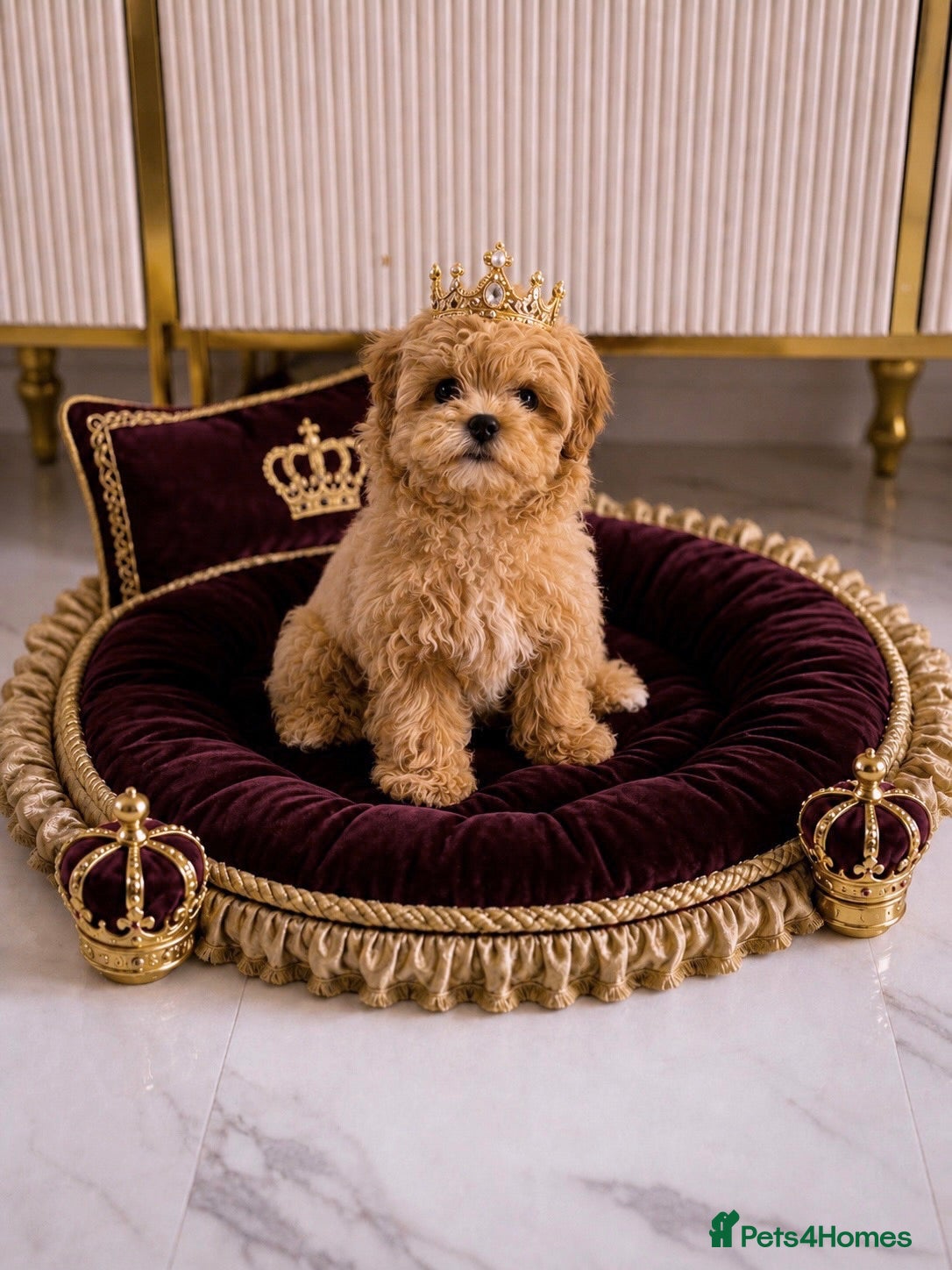 Maltipoo dogs 💎🧸  Quality Asian Maltipoo DNA clear💎🧸   - Advert 10