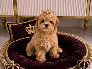 Maltipoo dogs 💎🧸 Quality Asian Maltipoo DNA clear💎🧸 - Advert 4