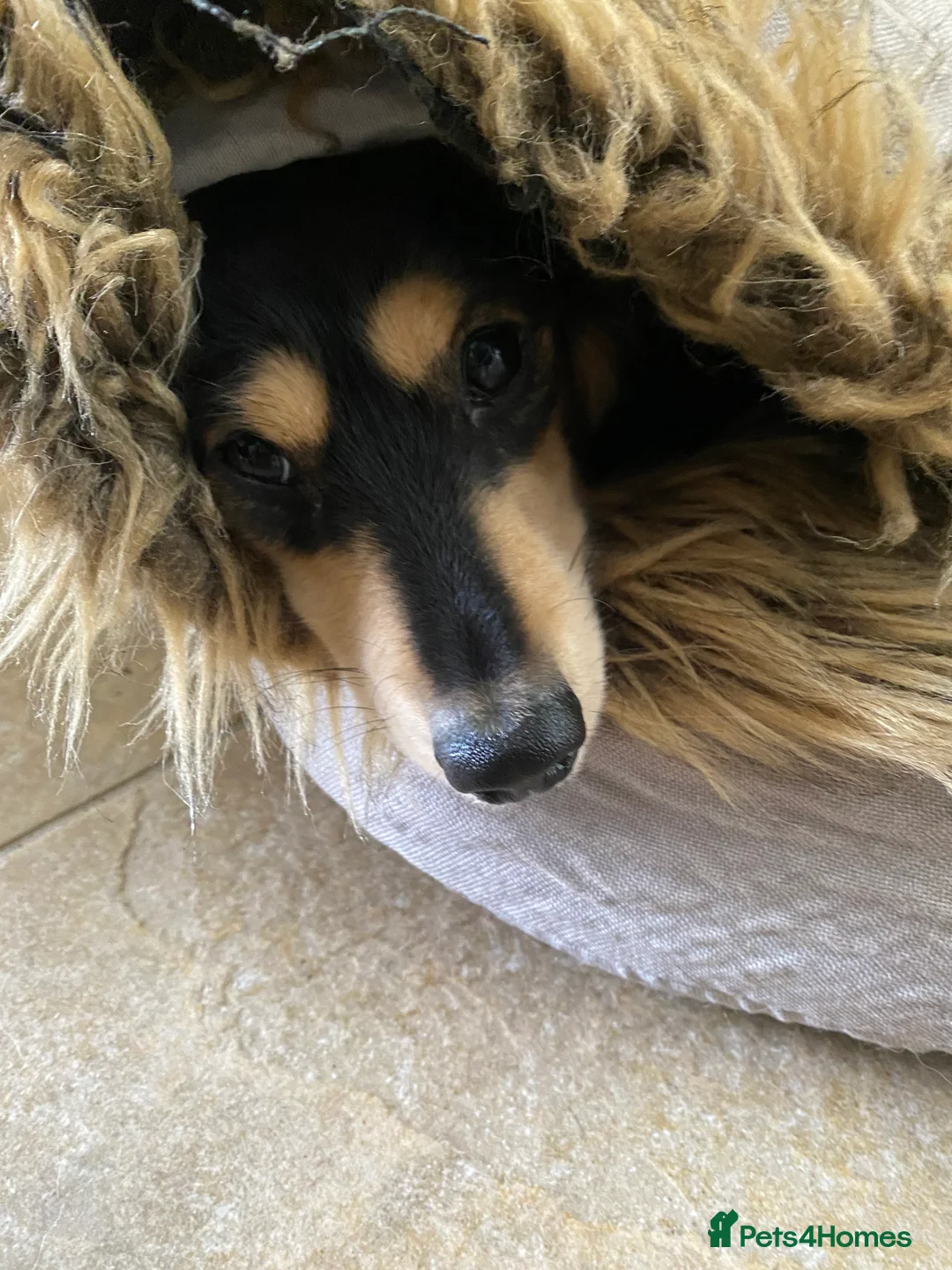 Miniature Dachshund dogs for sale: Little sausages with big characters  - Advert 29