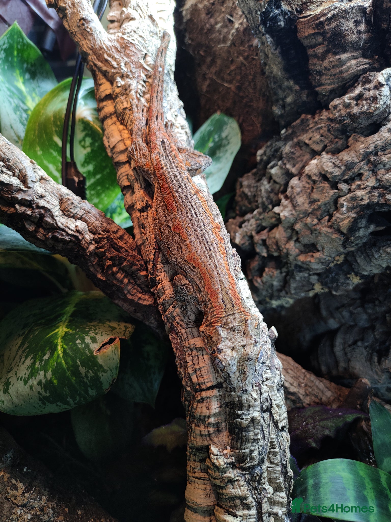 Gecko reptiles Multiple species of geckos and frog for sale  - Advert 2