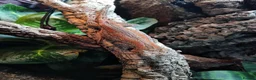 Gecko reptiles for sale: Multiple species of geckos and frog for sale  - Advert 2
