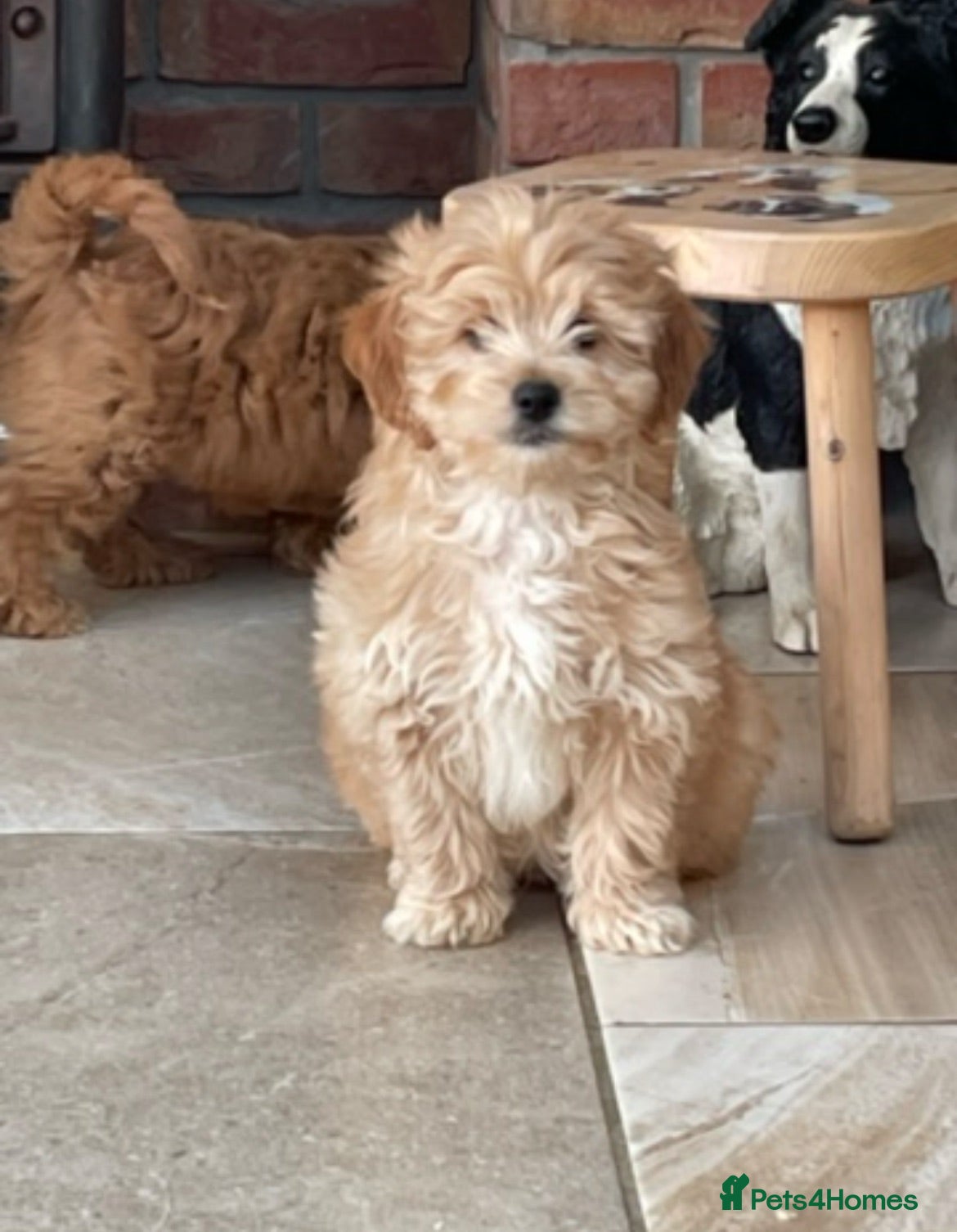Cavapoo dogs Girls and boys available  - Advert 1