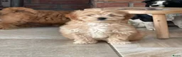 Cavapoo dogs for sale: Girls and boys available  - Advert 1