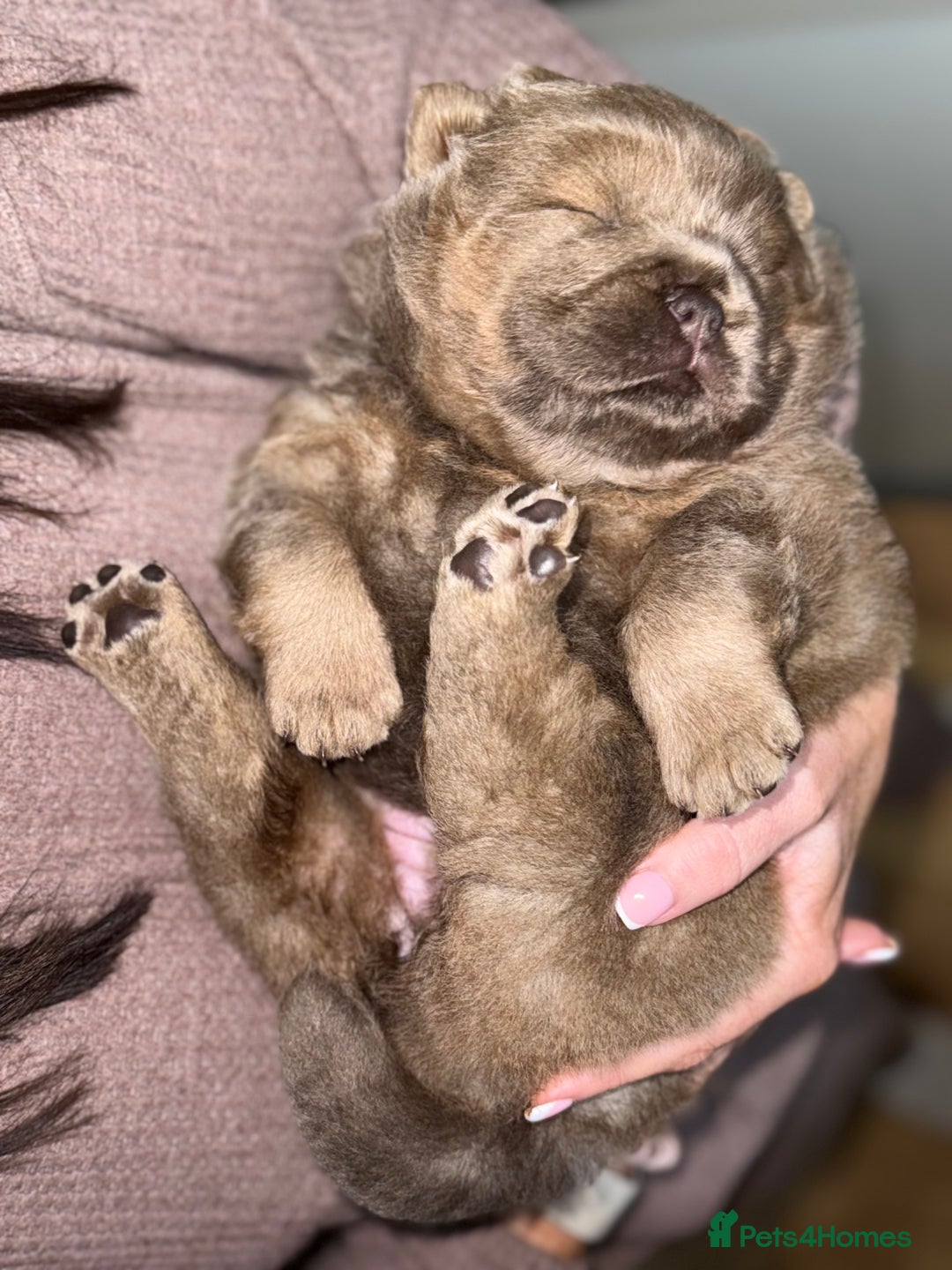 Chow Chow dogs for sale: Beautiful chow litter KC registered 🧬💜🍫 - Advert 12