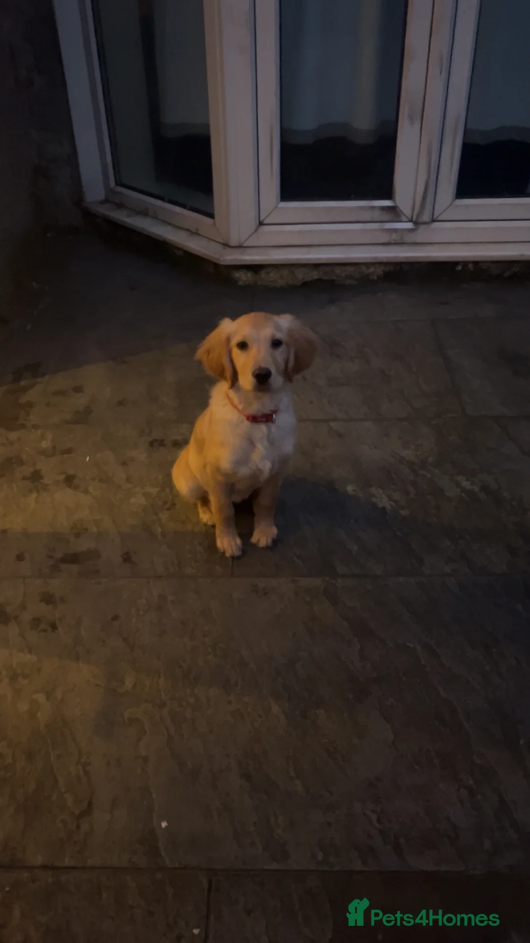Golden Retriever dogs for sale: Exceptional Golden Retriever-Loving Temperament  in Port Talbot - Advert 8