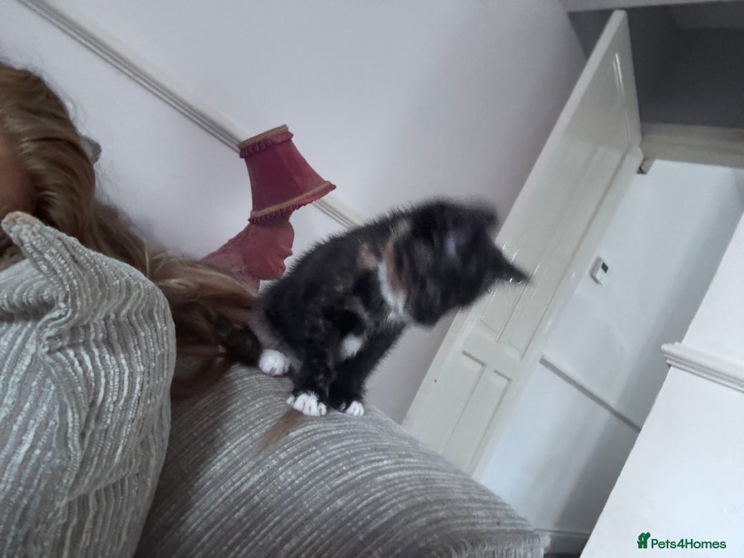 Domestic Shorthair cats for sale: Beautiful tortoiseshell domestic shorthair kitten - Image 6