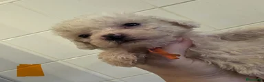 Cockerchon Puppy 2 (orange)