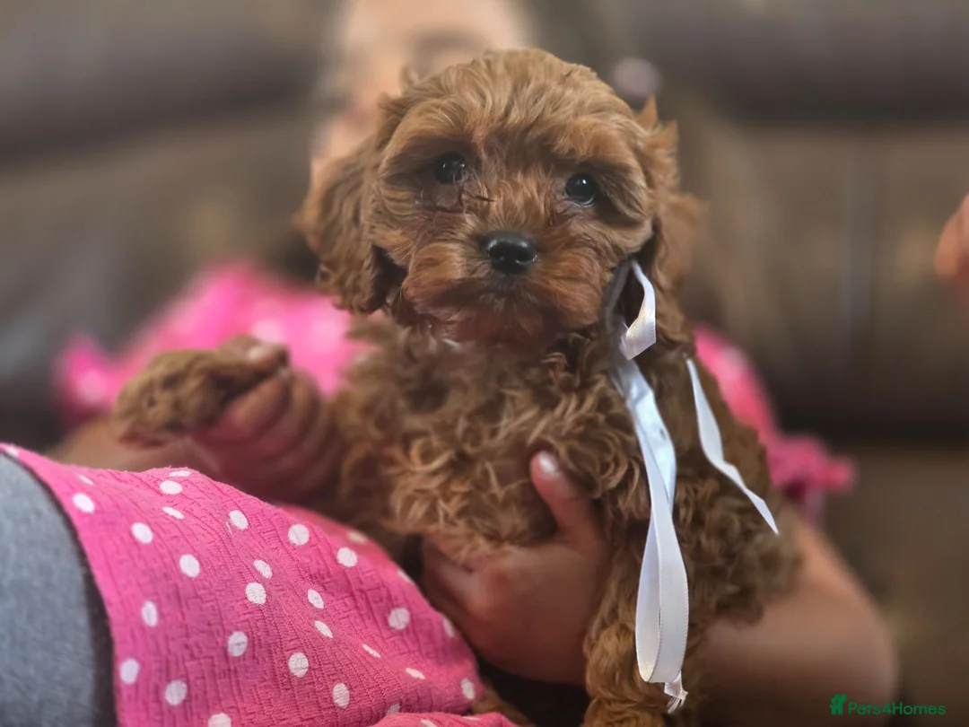 Cavapoo dogs for sale: Toy Cavapoo - Advert 1