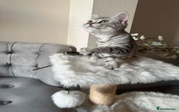 British Shorthair cats for sale: SILVER TABBIES - Registered & Full Pedigree - Image 21