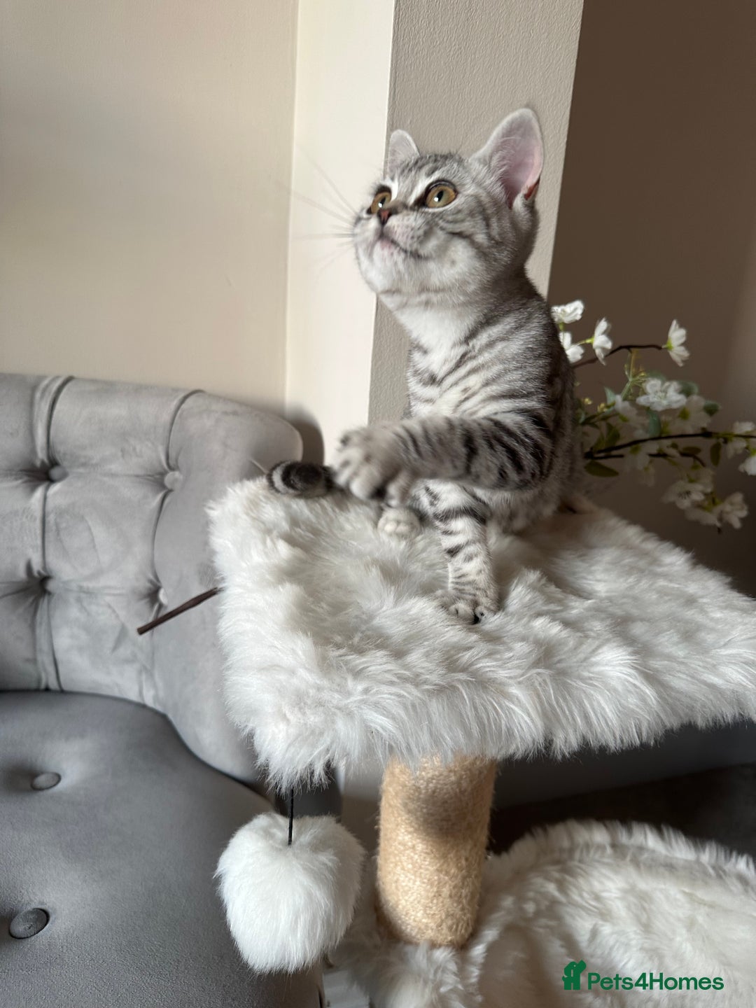 British Shorthair cats for sale: SILVER TABBIES - Registered & Full Pedigree - Image 21