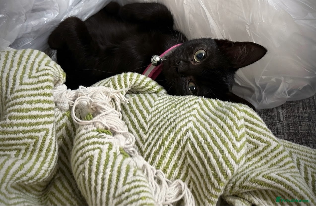Domestic Shorthair cats Larnie - Cat for Rehome  - Advert 2